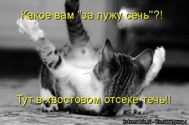 Новая котоматрица (32 фото)