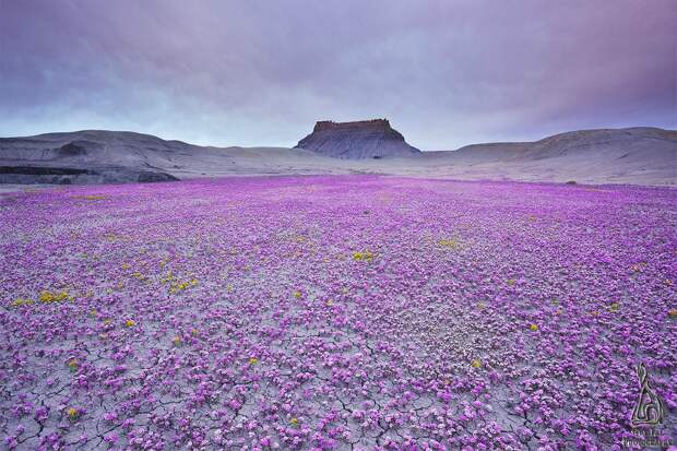 pink-flowersea-utah-wcth01