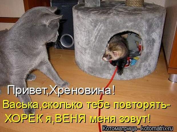 Лучшие котоматрицы недели