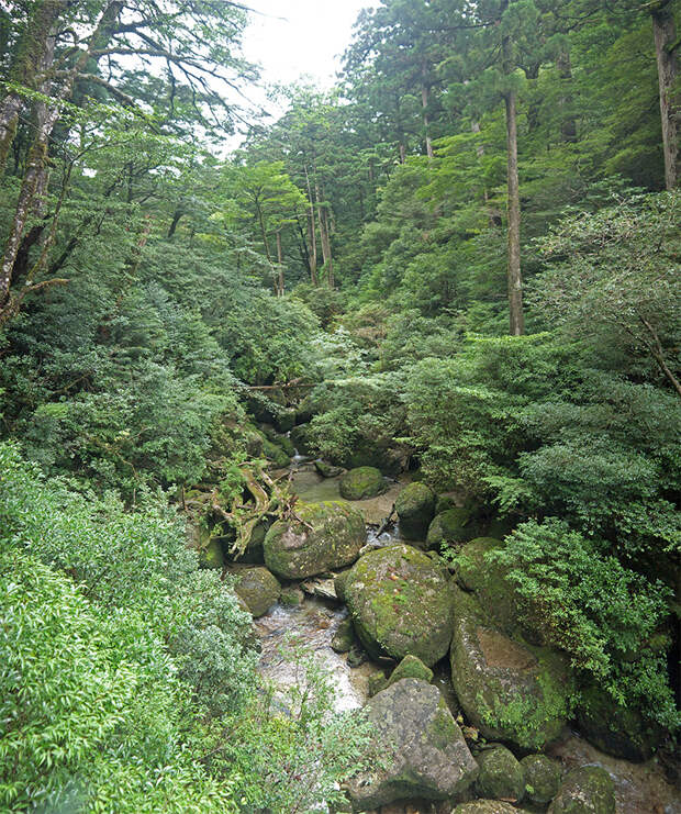 Япония, Якусима, остров, якушима, yakushima, лес, yakusugi land, мох, камни, поход, река, ручей, зеленый, дерево, тропинка, экскурсия, камни