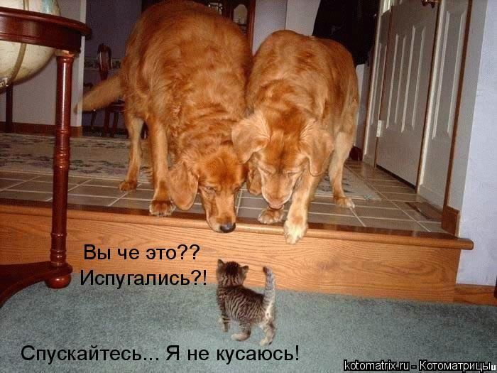 Мысли вслух :)