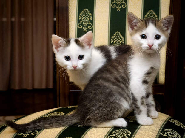 Пятничные котята Чук и Гек – без человека им никак!