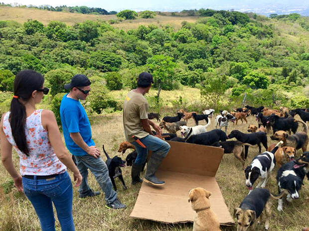 land-of-stray-dogs-territorio-de-zaguates-costa-rica-14