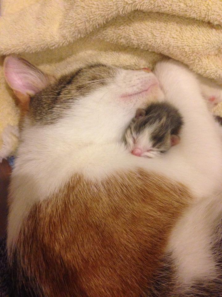 кошка и котенок