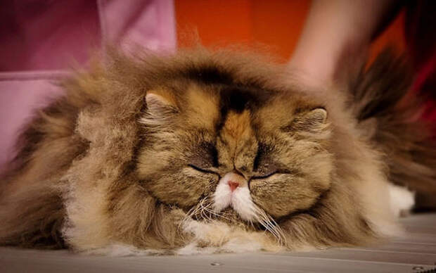 41.  кошка, пушистость, шерсть