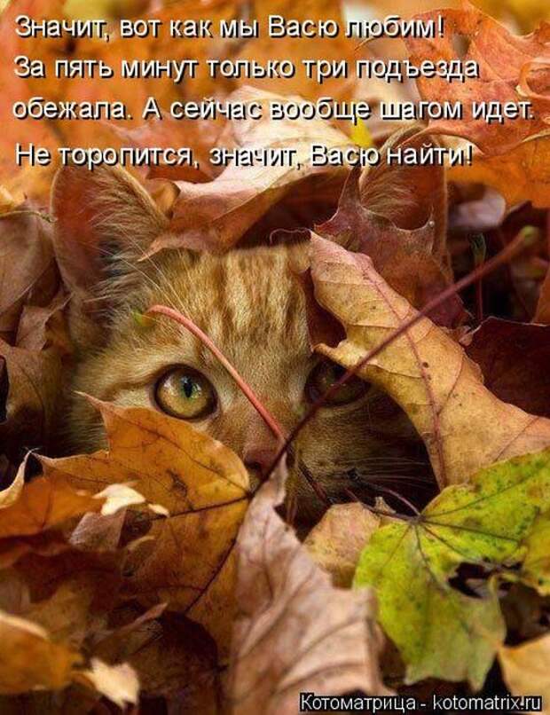 Лучшие котоматрицы недели
