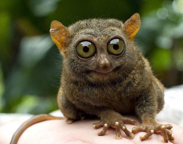 1357981494_35-animal-8 (700x551, 88Kb)