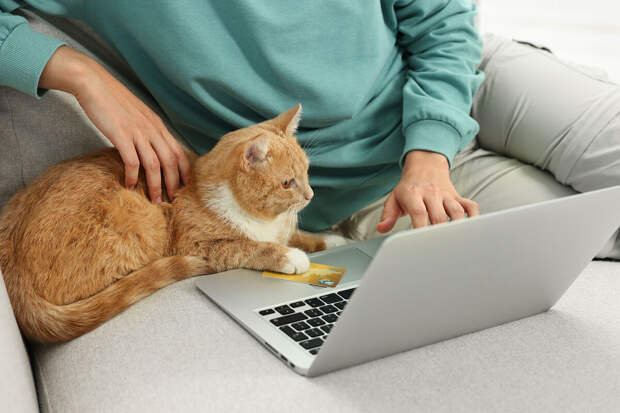 Ветеринар Шеляков: кошки могут скрытно переносить хламидиоз, не болея им