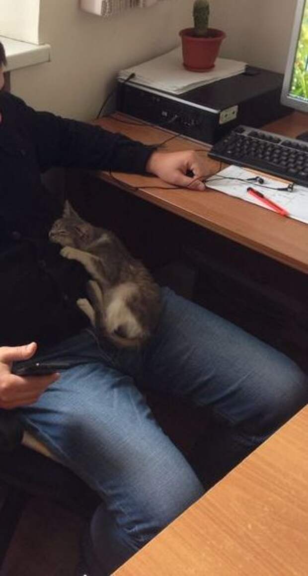 Неожиданный гость Неожиданный гость гость, котенок
