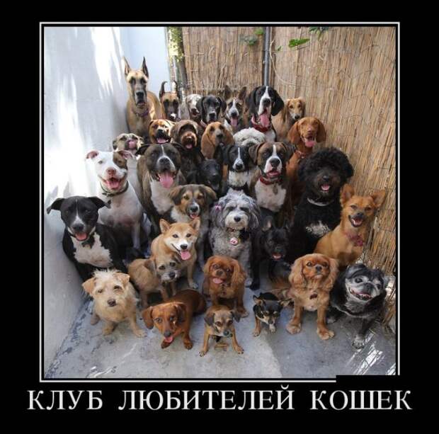 Демотиваторы (30 фото) Демотиваторы (30 фото)