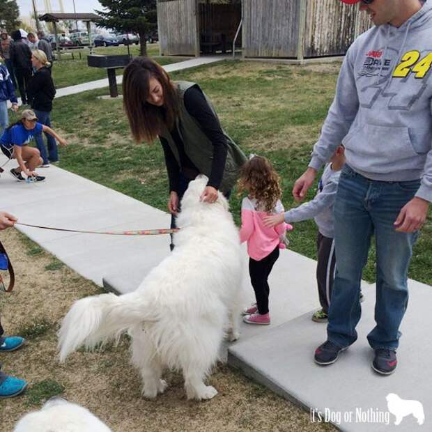 You might have a Great Pyrenees if you feel like a celebrity when you're out and about with your pyr. #celebridogs