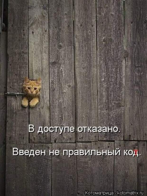 Котоматрицы