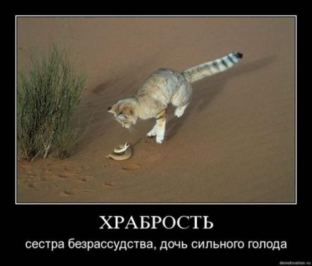 Серьезные и умные демотиваторы.