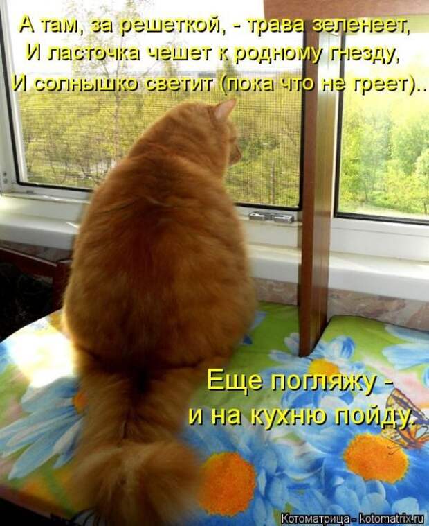 Лучшие котоматрицы недели