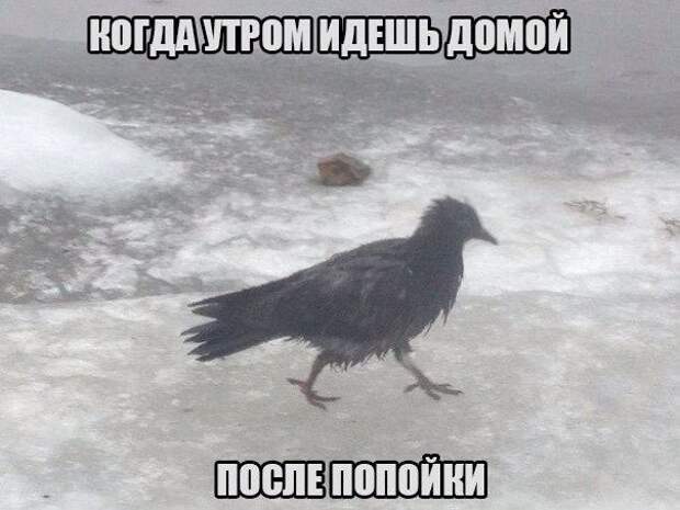 Смехотерапия Писца. Закаляйся!