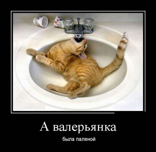 Демотиваторы демотиваторы, прикол, смех, юмор