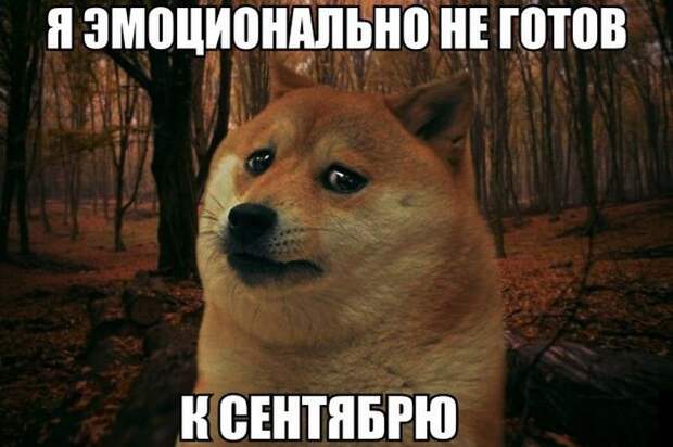 Смешные картинки с надписями видео, прикол