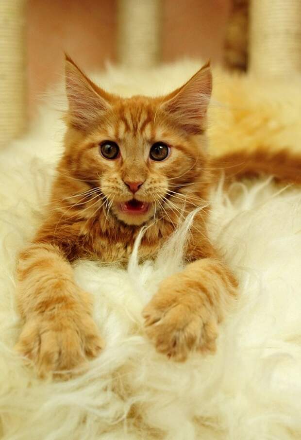 Рыжий котенок мэйн-кун. Фото