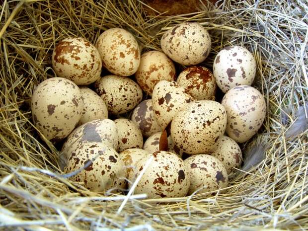 Перепела, перепелиные яйца Нижний Новгород. Продажа