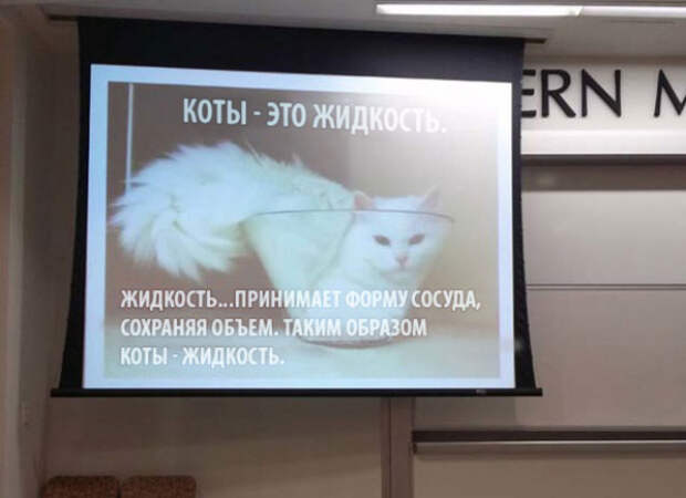 коты - это жидкость