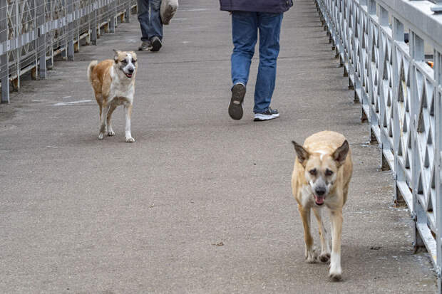 "КП": бездомные собаки напали на ребенка около детской площадки в Зиме