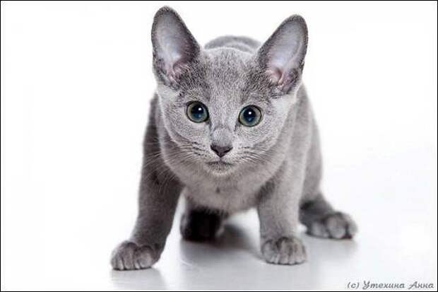 Русская голубая кошка, фото породы кошек фотография кошки