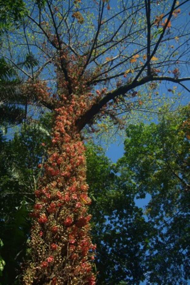 Курупита гвианская или «дерево пушечных ядер» (лат. Couroupita guianensis) (англ. Cannonball Tree)