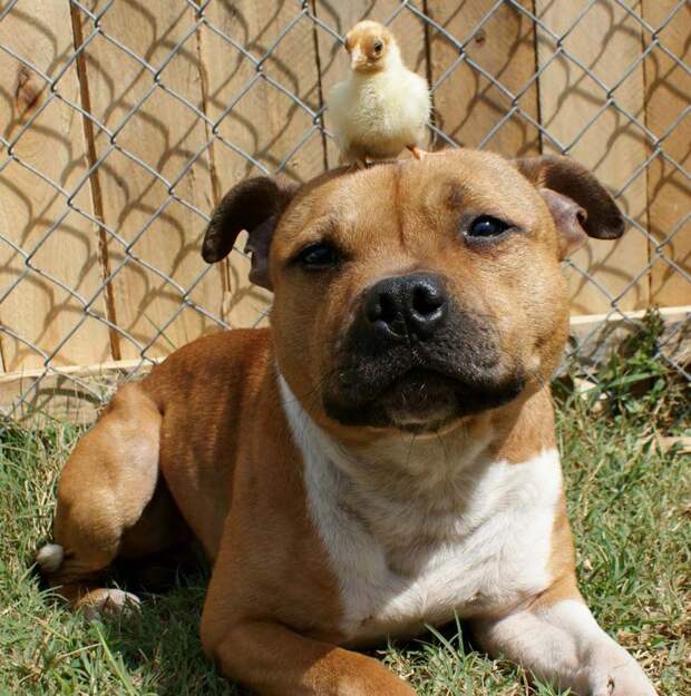 Бум - питбуль, который любит кроликов the Pit Bull who Loves Birds and Rabbits 2 Бум питбуль, который любит кроликов