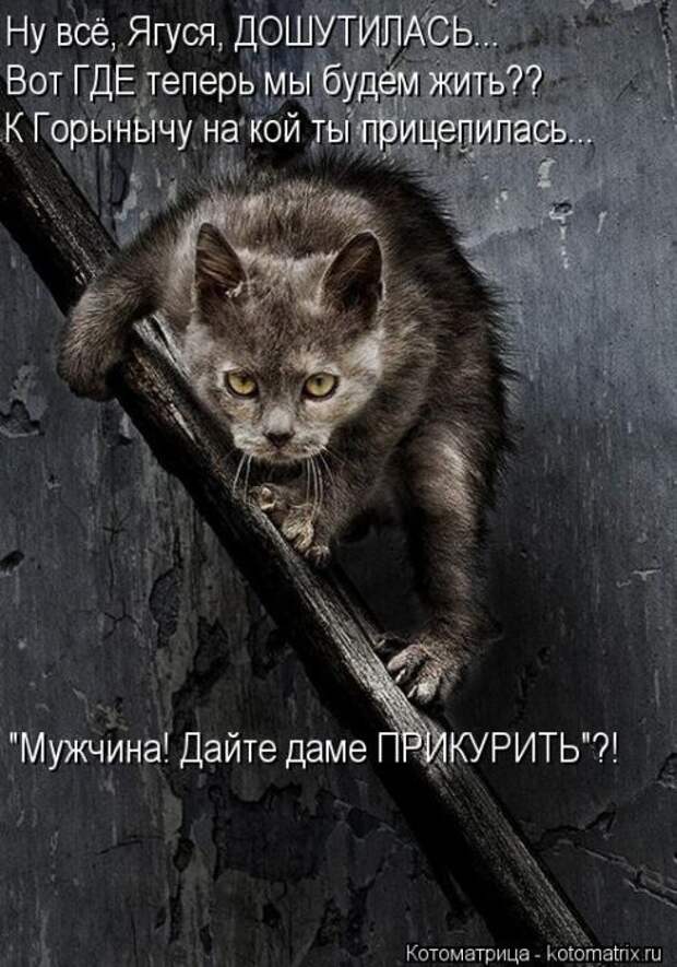 Новые юморные котоматрицы (27 шт) Новые юморные котоматрицы (27 шт)