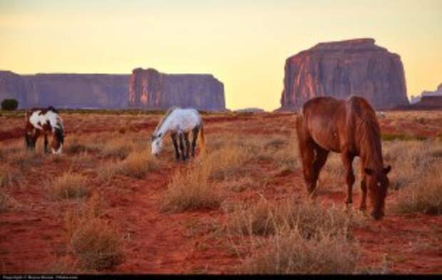 These Horses Seem to be Giving Inmates the Second Chance They Needed