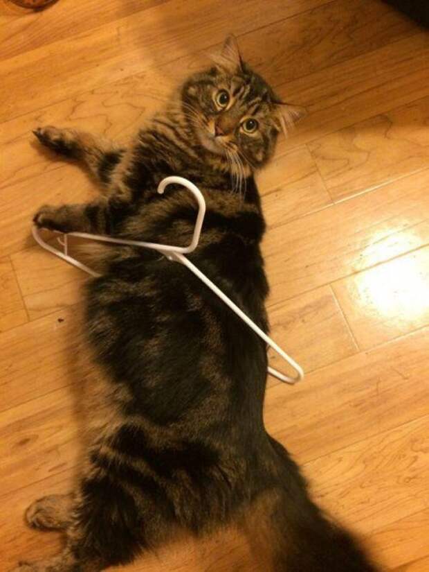 КОТОприколы