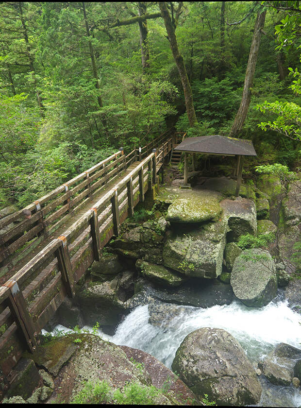Япония, Якусима, остров, якушима, yakushima, лес, yakusugi land, кедр, мох, камни, поход, зеленый, дерево, мост, река, Kokenohashi