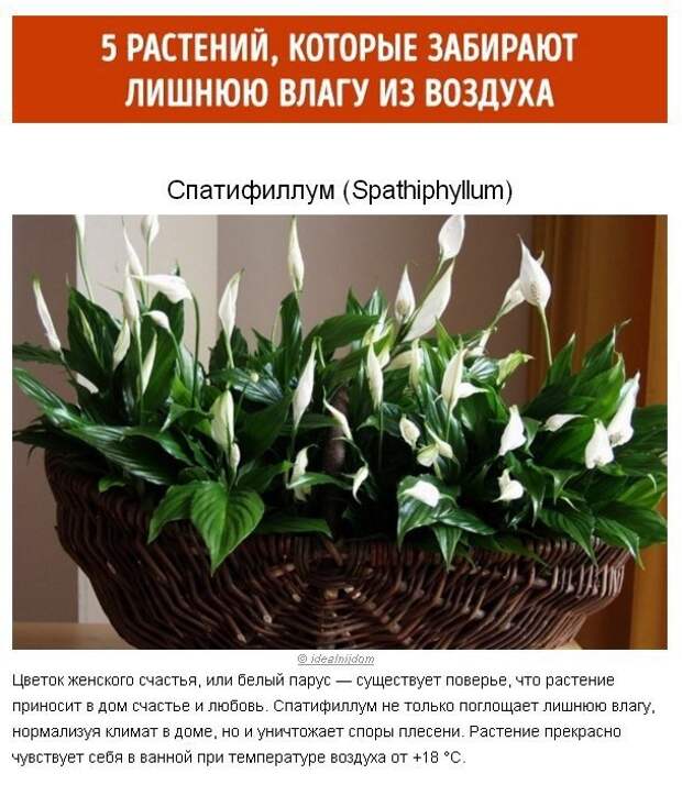 Какой Цветок Купить Домой Одинокой Женщине