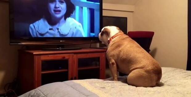 пес смотрит телевизор