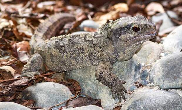 Гаттерия, туатара (Sphenodon punctatus), фото рептилии фотография