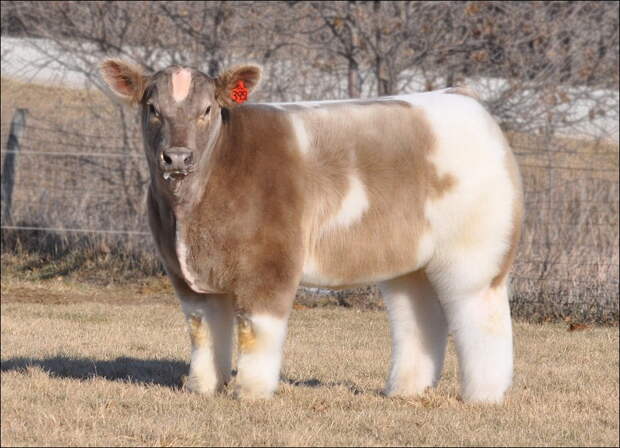 Пушистые коровы cows 001 Плюшевые красавицы коровы из Айовы