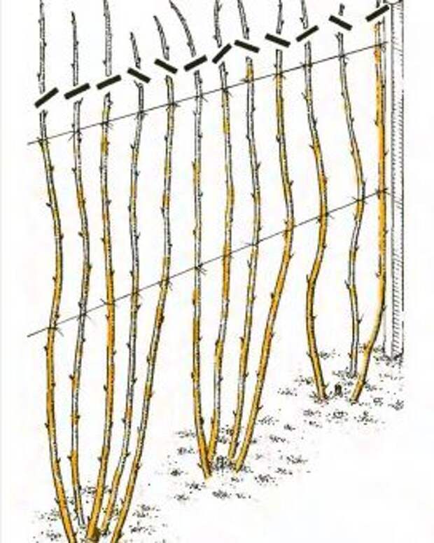 Рис. 5. Обрезка малины