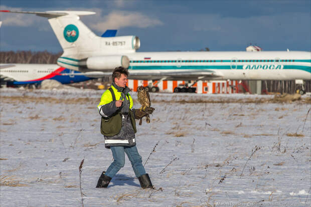 Как устроена орнитологическая служба в Домодедово