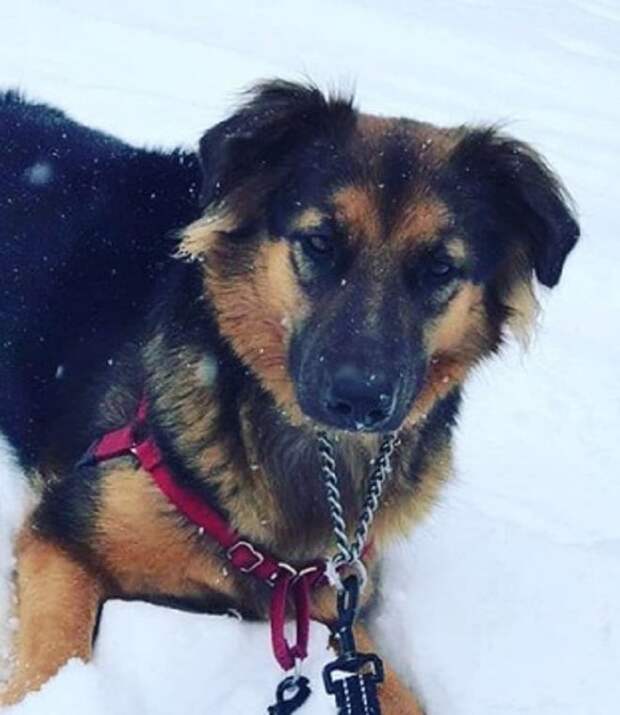 Собака и снег