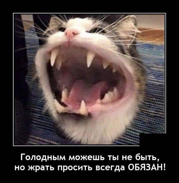 demotivatory-demotivator-smeshnye-demotivatory-demotivator-so-smyslom