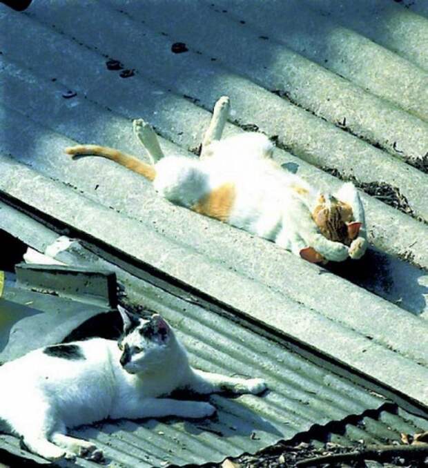 Коты, которые постигли искусство полного расслабления животные, кот, расслабон