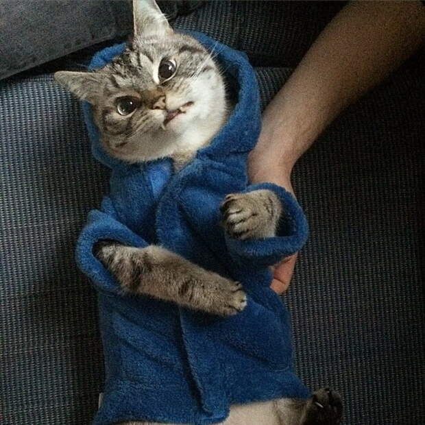 Кот-вампир Локи