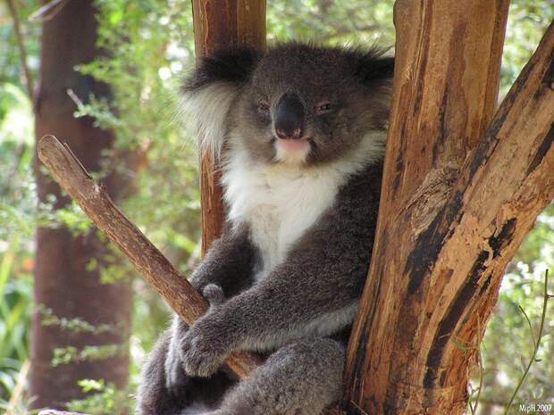 Koala08 Самые удивительные факты о коалах
