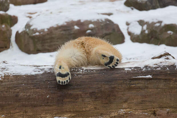 Polar Bear Butt