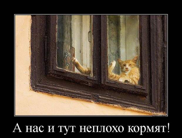 Демотиваторы  демотиваторы, прикол, смех, юмор