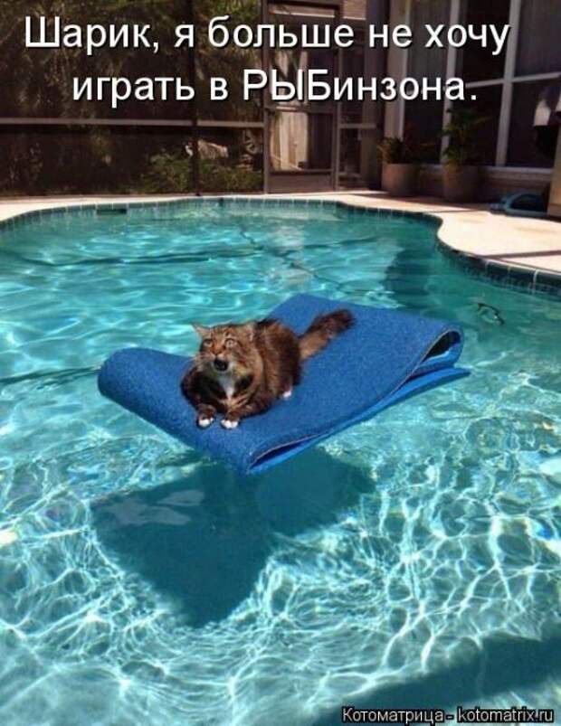 Котоматрица для хорошего настроения (35 фото)
