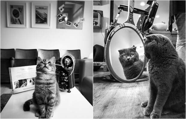 Фотографии кошек, которые живут в местах, где работают люди. Фотографии кошек, которые живут в местах, где работают люди.