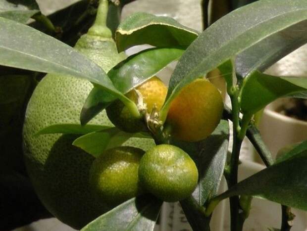 BНеожиданное полезное свойство авокадо