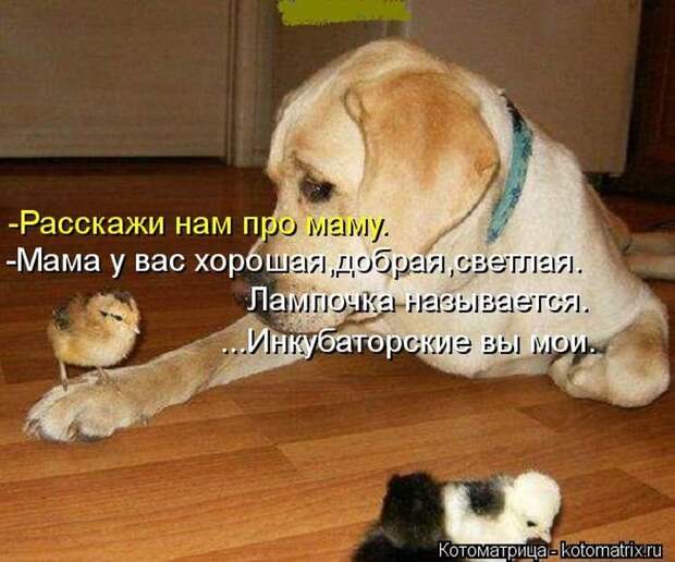 Новые котоматрицы за неделю