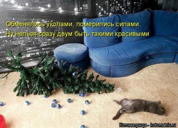 Свежая котоматрица на Бугаге (25 фото)